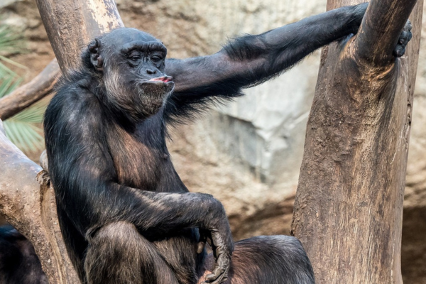 Ape pouting