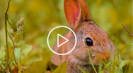 bunny rabbit with play button