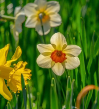 Daffodil in grass